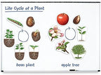 Learning Resources Giant Magnetic Plant Life Cycle - STEM Growing Seed, Montessori Tree , Biology Cards, Classroom Teacher Must Haves Activities, Science Homeschool Essentials, Gifts for Students