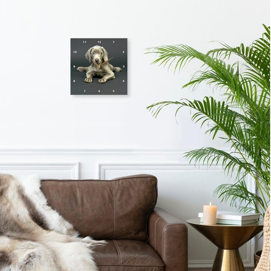 3dRose Wall Clock Silent - 10 inch - Weimaraner Puppy - Dogs Weimaraner