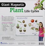 Learning Resources Giant Magnetic Plant Life Cycle - STEM Growing Seed, Montessori Tree , Biology Cards, Classroom Teacher Must Haves Activities, Science Homeschool Essentials, Gifts for Students